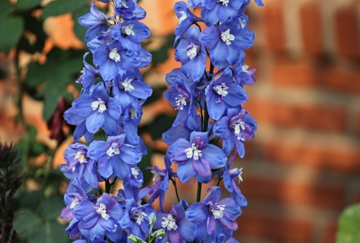 Delphinium blue flower spikes